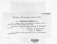 Rhizomorpha xylostroma image